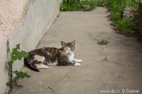 Кошка из Баня Ковиляча