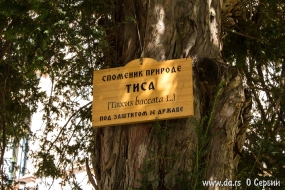 Памятник природы - старая тиса