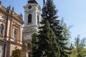 Вековые сосны