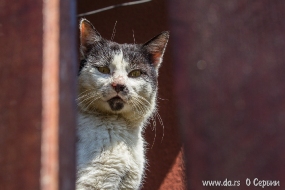 Сторожевой кот